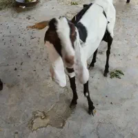 بز و دو کره