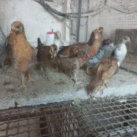 جوجه مرغ۲ماهه،دوتک