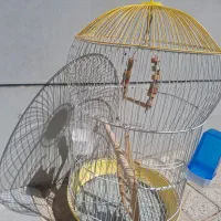 قفس پرنده