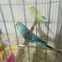 یه جفت مرغ عشق