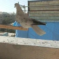 سوسکی دمسفید.کله سبز