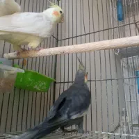 عروس هلندی مولد