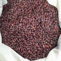 لوبیا قرمز (خوش پخت)