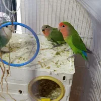 طوطی برزیلی مولد با ۴ جوجه