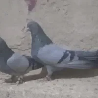 کبوتر