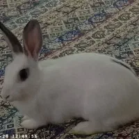 خرگوش سفید|موش و خرگوش|پردیس, فاز ۸|دیوار