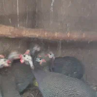 مرغ شاخدار جوان