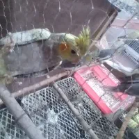عروس هلندی نروماده از نژاد خوب