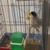 جفت لوتینو مولد معاوضه  باجفت صرب