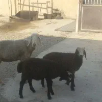 میش شال دوقلو