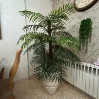 درخت نخل بزرگ