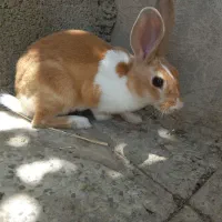 خرگوش