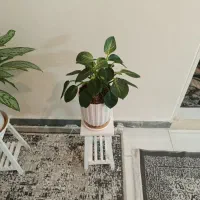 گل طبیعی|گل و گیاه طبیعی|گلستان (تهران), |دیوار
