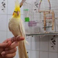 عروس هلندی