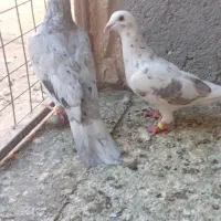 کفتر.|پرنده|مشهد, کشف|دیوار