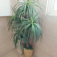 نخل مصنوعی و گلدان سفالی