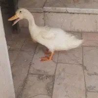 اردک سالم ب علت نبودن جا بفروش میرسد