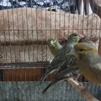 قناری|پرنده|سمنان, |دیوار