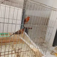 جوجه قناری سرخ