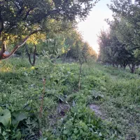 باغچه-جاده-سلماس-روستای-آرنسا