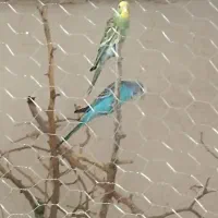 یک جفت مرغ عشق