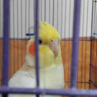 عروس هلندی