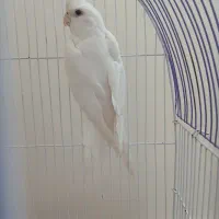 عروس هلندی ماده