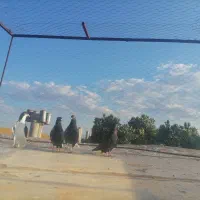 کبوتر