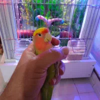 کوتوله رام