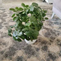سه عدد گل زیبا و قشنگ