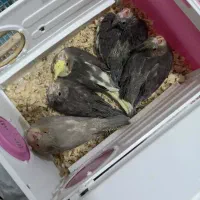 عروس هلندی جوجه