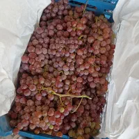انگور بی دانه مخصوص شیره  و مصرف یکجا فقط 65 تومن