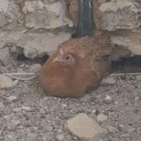 مرغ و خروس