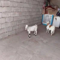 سلام دوتا بزغاله پاکستانی یک نر وماده