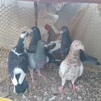 کبوتره المانی