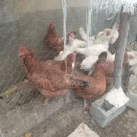 مرغ محلی و روز