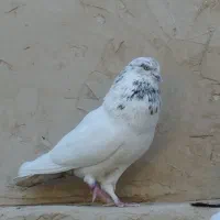 کبوتر|پرنده|قم, پامنار|دیوار