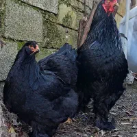 جوجه برهما بلک و بلو ، از نژاد اصیل