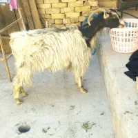 میش یا بره ندارم بز فقط