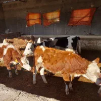 انواع گوساله سیمینتال ارسال با مجوز دامپزشکی