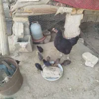 مرغ محلی اصل با جوجه