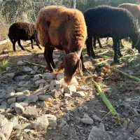 میش همووهتروومعمولی