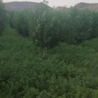 یونجه