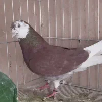کفتر عتیقه