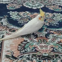 عروس هلندی نر
