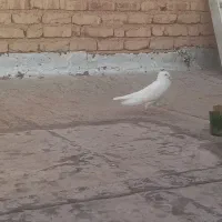 گفتر