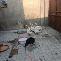 غاز