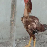 خروس لاری