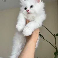 گربه پرشین ماده