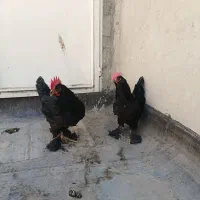 خروس سیاه برا رفع چشم نذر